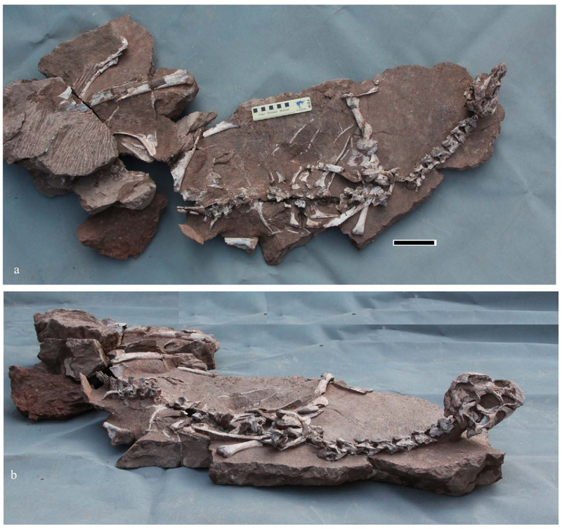 The well-preserved remains of Tongtianlong featured arms outstretched, with neck and head held high—a very unusual orientation for a fossil. (Image: Junchang Lü et al., 2016/Nature Reports)
